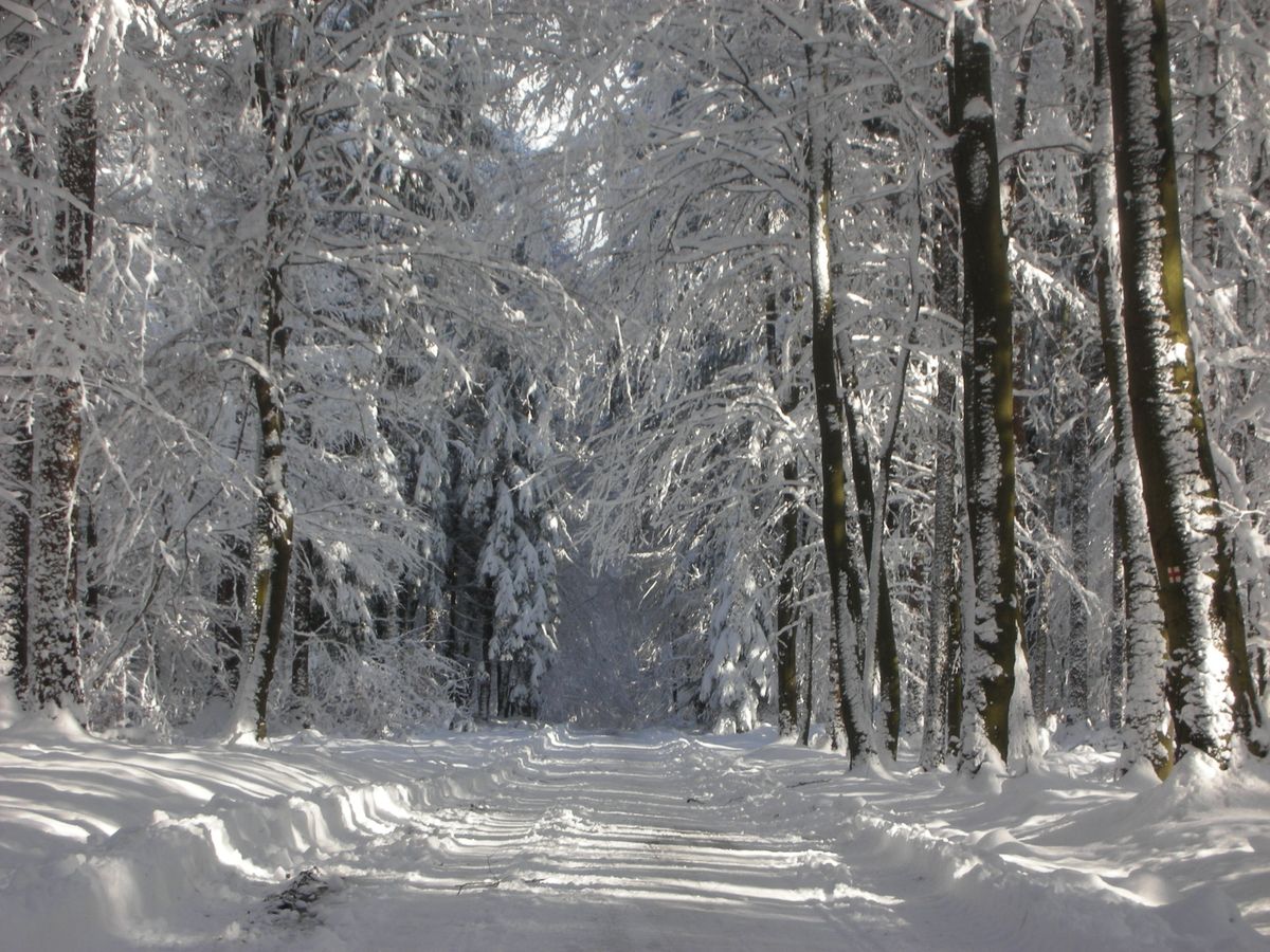 Waldweg Winter 2